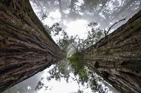 Image of giant sequoia redwood tree as a representative of “massive growth” within the context of your business, which is achieved in part by figuring out your Unique Selling Proposition.