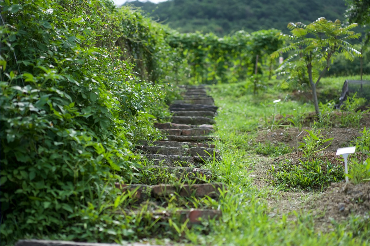 Image shows a jungle overgrowing and walkway. It is representative of the idea of a High Growth business fueled by a strong Unique Selling Proposition.